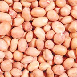 Manufacturers Exporters and Wholesale Suppliers of Ground Nuts Kutch Gujarat